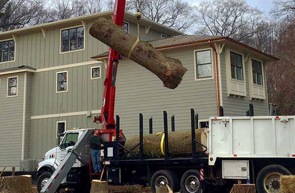 Tree Trimming